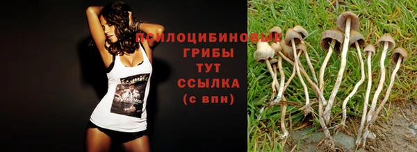 индика Гусиноозёрск